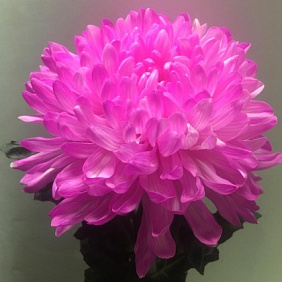 Хризантема одноголовая фукси