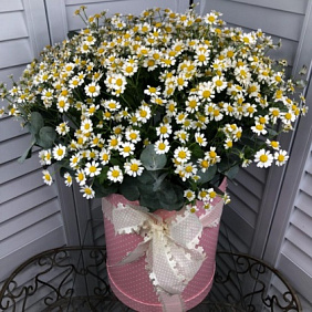 Цветы в коробке (ромашка 25 шт.)