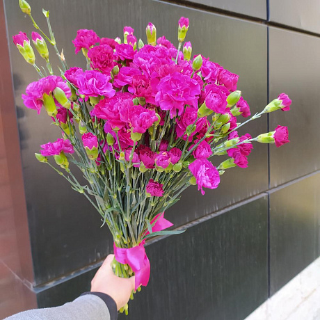 Букет из 49 кустовых гвоздик - Фото 1