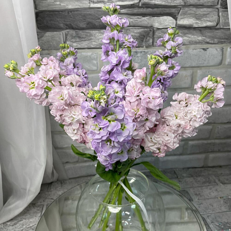 9 матиолы - Фото 1