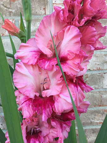 Букет из 9 розовых гладиолусов - Фото 1
