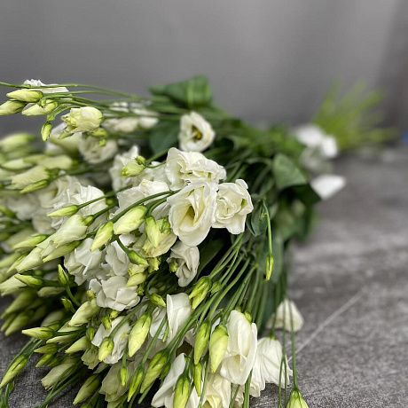 Эустомо Белая - Фото 1