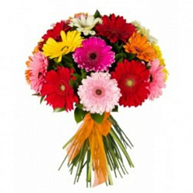 Гербера №160