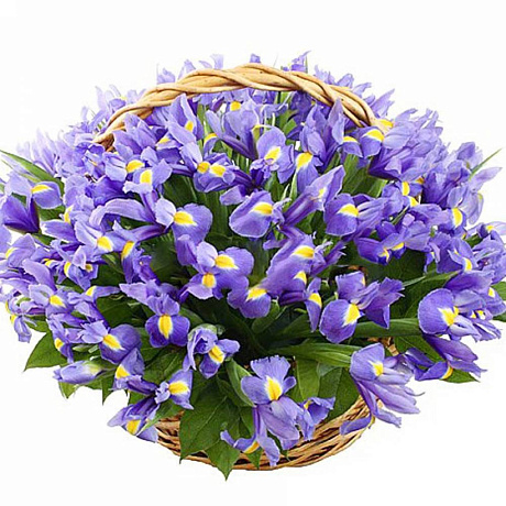 Корзина цветов из 51 синего ириса - Фото 1
