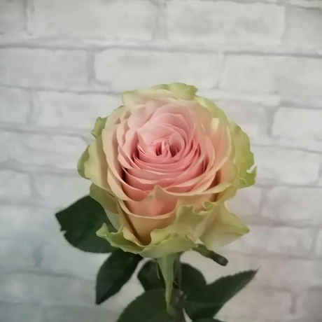 Роза Frutteto 1шт 70см - Фото 1
