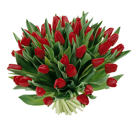 Букет из 41 красного тюльпана - Фото 1