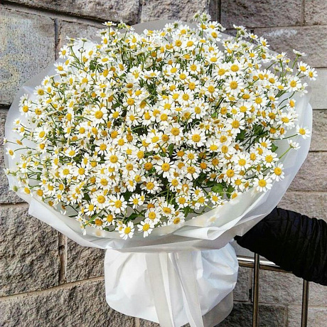 Букет ромашки 75шт - Фото 1