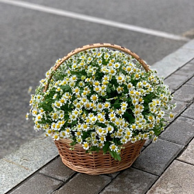 Букет "Ромашки" №167