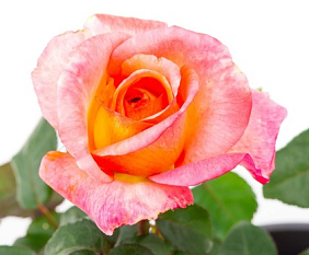 Букет 21 роза санрайз 70см.