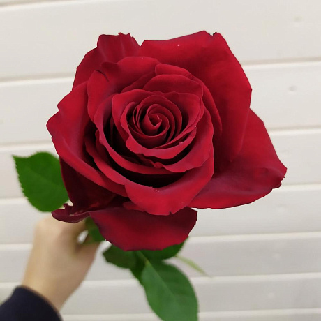 Роза Эквадор 60 см - Фото 1