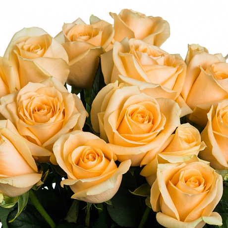 15 кремовых роз в маленькой белой шляпной коробке №337 - Фото 1