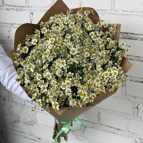 Ромашка кустовая 25