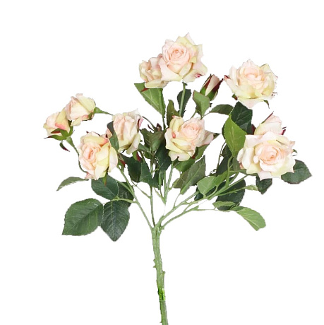 Кустовая роза поштучно 50 см - Фото 1