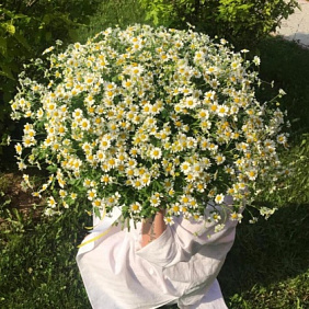 Ромашка танацетум №161