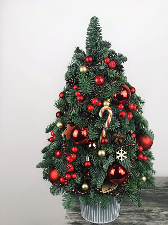 Декабрьский мороз елочка - Фото 1