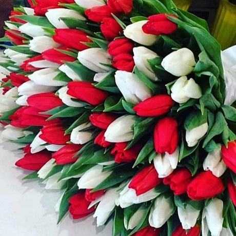 Букет 101 Красно-белый тюльпан - Фото 1