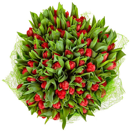 101 красный тюльпан - Фото 1