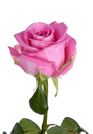 Букет роза Аква №165 - Фото 1