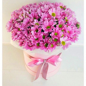 15 Розовых хризантем в большой белой коробке №244