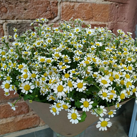 Букет из жизнерадостных ромашек - Фото 1