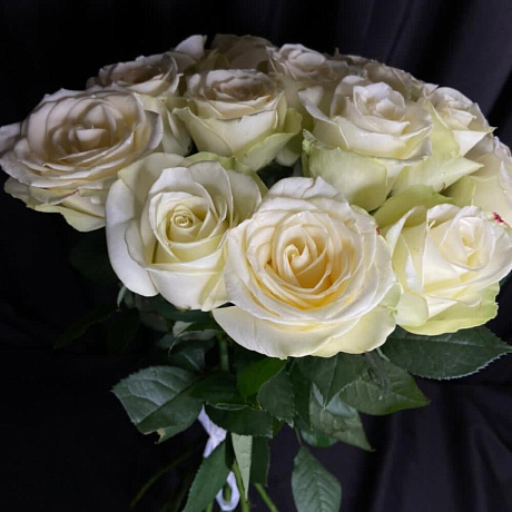 Роза Афина - Фото 1