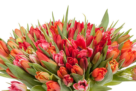 Букет Долина тюльпанов 101 красно-розовый тюльпан - Фото 1