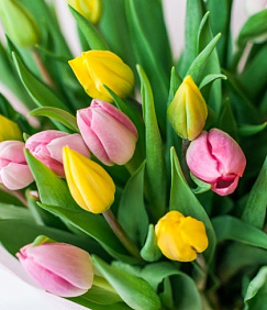 Букет 101 желто-розовый тюльпан