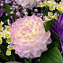 Букет цветов Бриз №160 - Фото 2