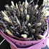 Букет цветов Ароматная лаванда - Фото 3