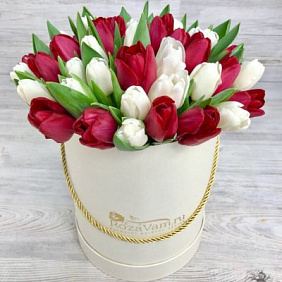 35 красно-белых тюльпанов в белой шляпной коробке №166