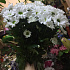 Букет цветов «Бакарди 7» - Фото 5