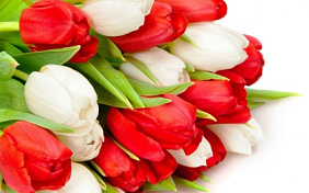 35 красно-белых тюльпанов в фиолетовой шляпной коробке №167