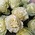 Шикарная Эквадорская Роза №160 - Фото 3