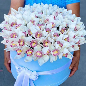 101 орхидея в коробке