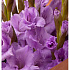 Букет из лиловых гладиолусов - Фото 4