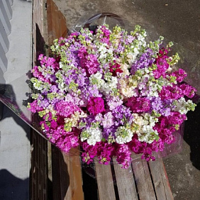Букет цветов "Маттиола" №160