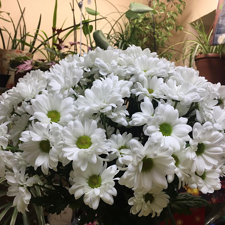 Букет цветов «Бакарди 7» - Фото 4