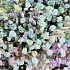 Букет цветов Радужные сны - Фото 4