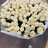 151 белая роза №162 - Фото 2
