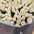 151 белая роза №162 - Фото 3