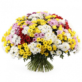 Букет из 35 разноцветных кустовых хризантем