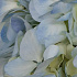 Букет цветов Небесный сапфир №2 - Фото 6