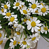 Букет цветов Капризная штучка - Фото 5