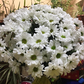 Букет цветов «Бакарди 7»