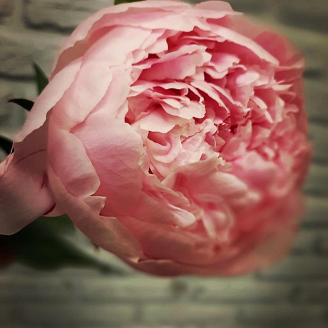 Букет из 5 нежно розовых пионов - Фото 5