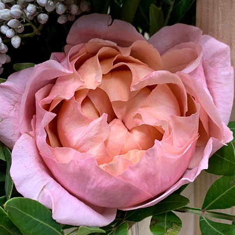 Нежная Композиция в деревянном ящичке с розами и диантусом - Фото 6