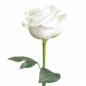 Белая роза поштучно 50 см