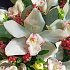 Цветы в коробке Восточная Сладость №160 - Фото 6