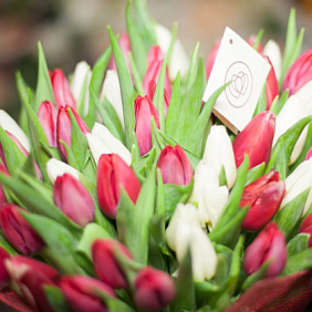 Букет Дуновение весны 51 красно-белый тюльпан