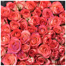 Букет 51 розовая роза Джумелия 40см.
